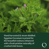 Good Geranium Essential Oil