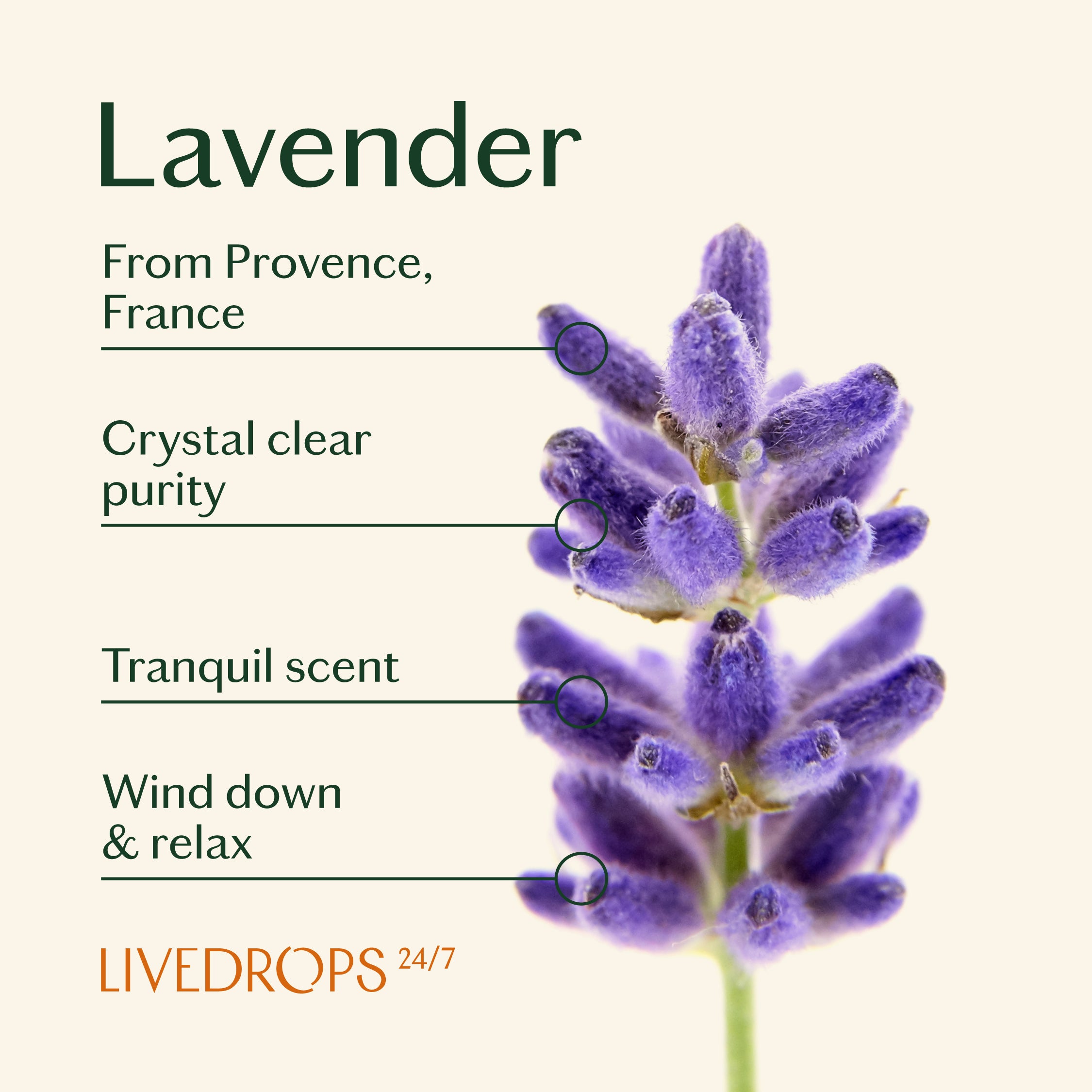 lavender plant parts Relaxed Lavender Essential Oil